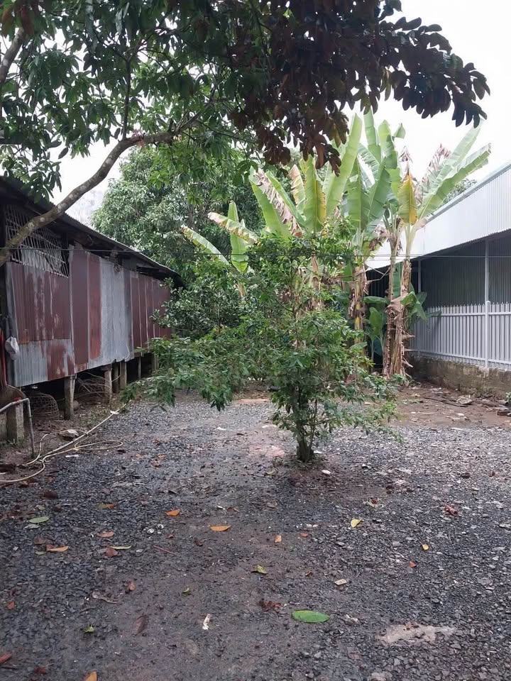 Đất nền Phường Mỹ Hoà, An Giang 175m² giá 1.137 tỷ - Gần lộ ô tô, thương lượng tốt!