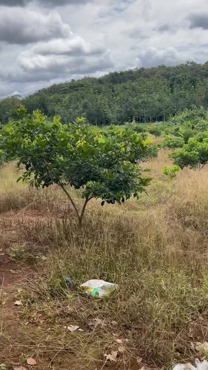 Đất Farm chính chủ tại Phước Sơn, Bù Đăng 15.000m² - Cơ hội đầu tư hấp dẫn!