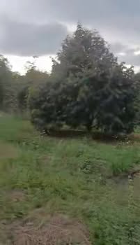 Đất sầu riêng 9,4 xào tại xã Hưng Bình, giá 2.8 tỷ - Cơ hội đầu tư hấp dẫn!