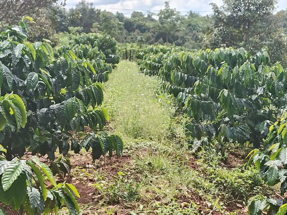 Đất cà phê 5 sào tại Ia Kha - Cách chợ 700m - Giá thỏa thuận hấp dẫn!