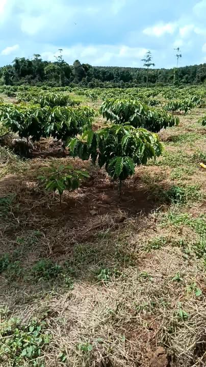 Đất nông nghiệp thôn 6 Ea Khal 10.000m² giá 2.45 tỷ - Pháp lý rõ ràng, sẵn sàng giao dịch!