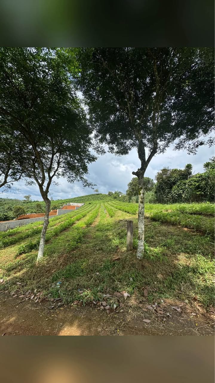 Đất nền Tôn Thất Thuyết, Bảo Lộc 1157m² giá 2.5 tỷ - Chính chủ cần bán gấp!