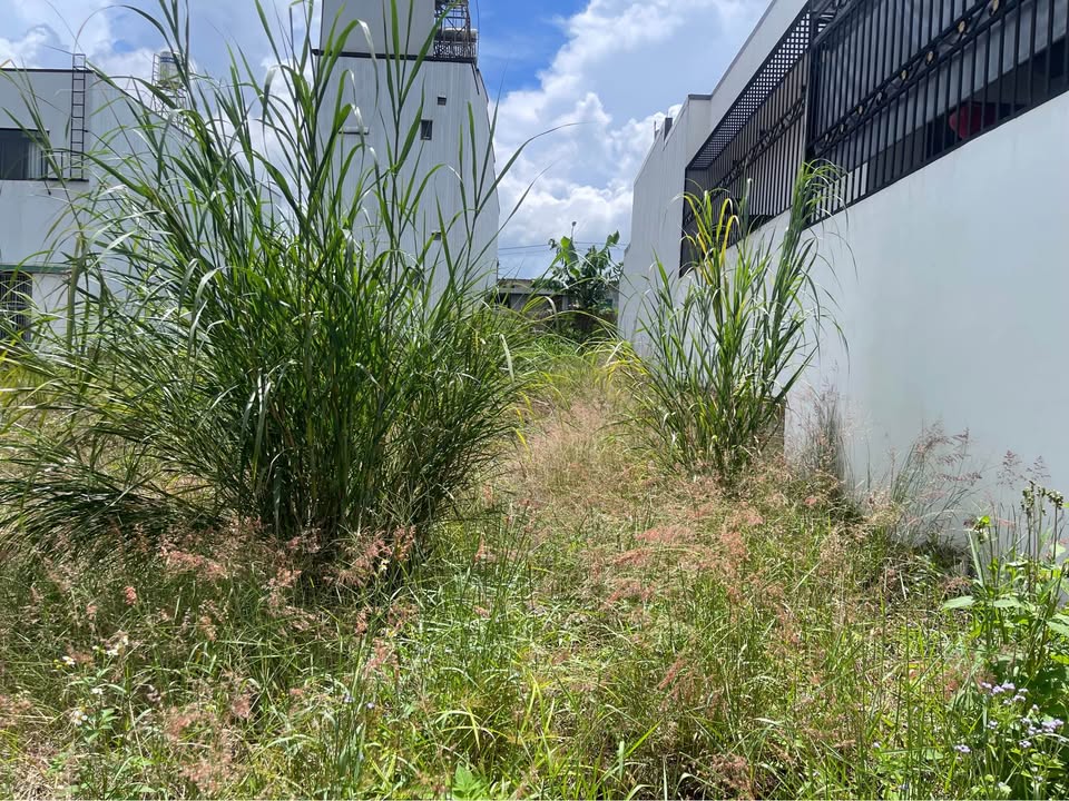 Đất nền dự án Nam Phương City Bảo Lộc 115m² giá 2.35 tỷ - Cơ hội đầu tư tuyệt vời!