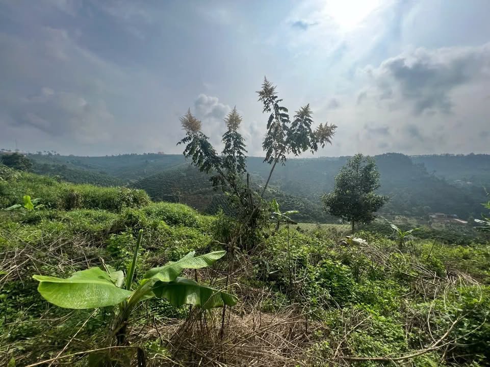 Đất nền xã Tân Lâm, Di Linh 2000m² giá chỉ 900 triệu - Không thể bỏ lỡ!