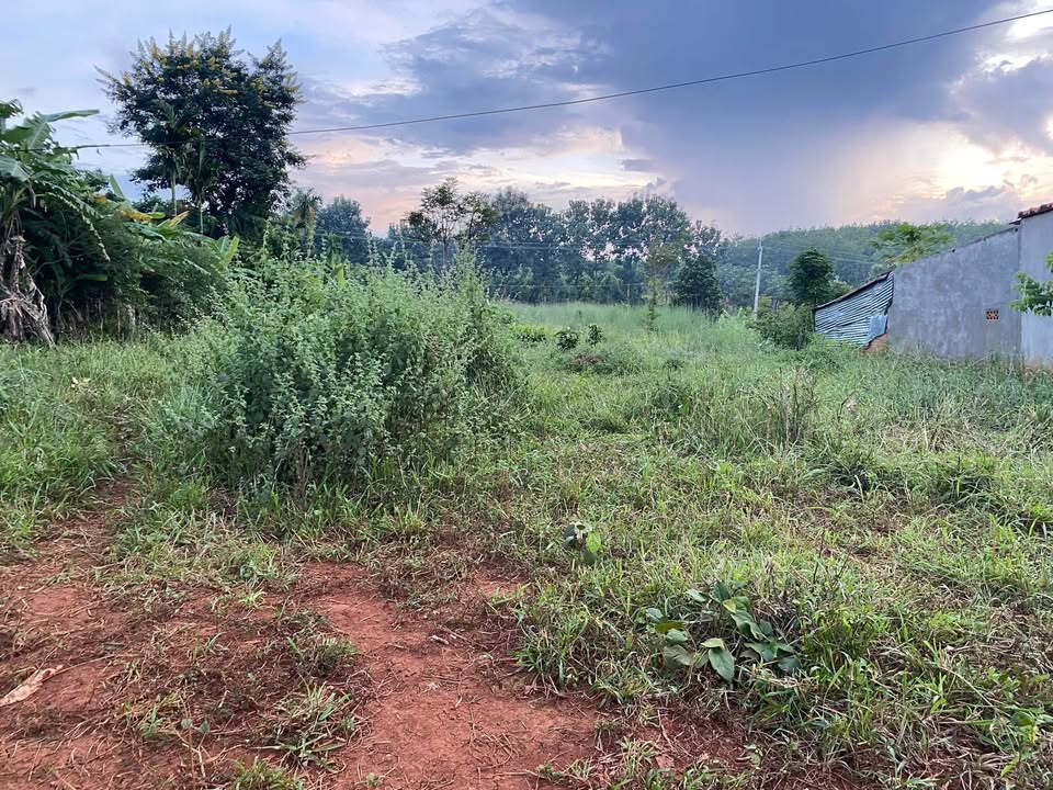 Đất nền Ea H'leo 2000m² giá 2 tỷ - Sổ hồng chính chủ, đầu tư lâu dài!