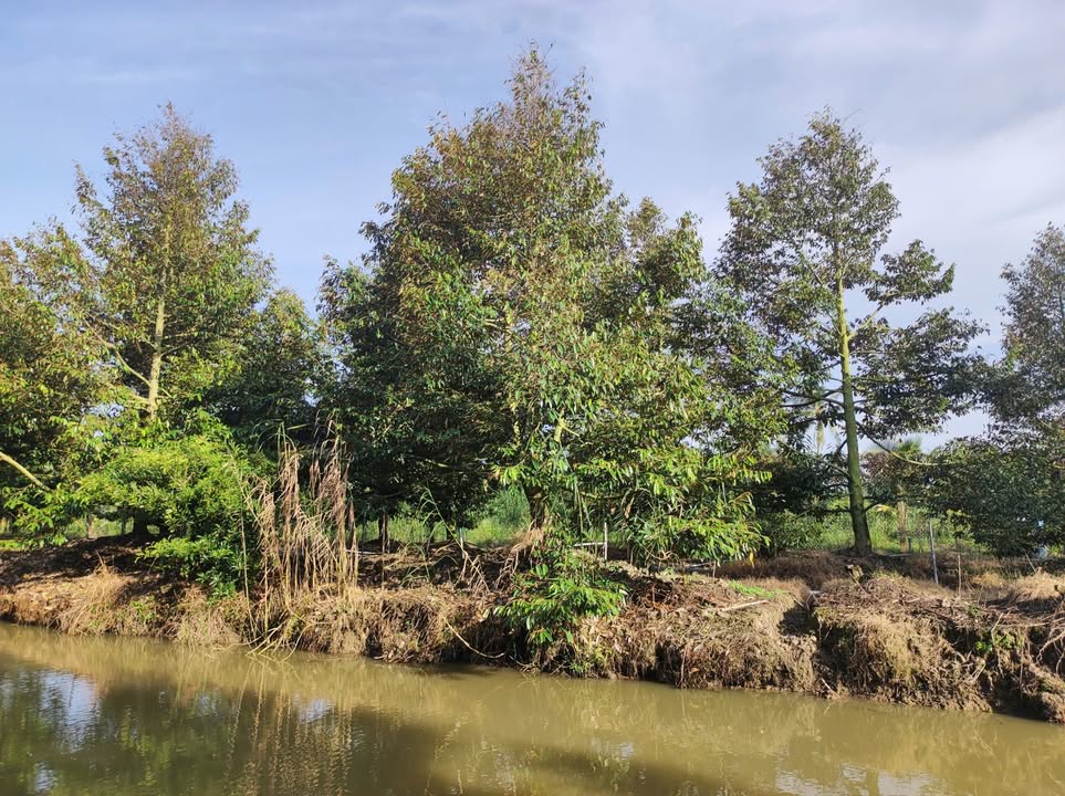 Đất vườn sầu riêng 6048m² tại Long Hồ, Vĩnh Long - Giá chỉ 12 tỷ thương lượng