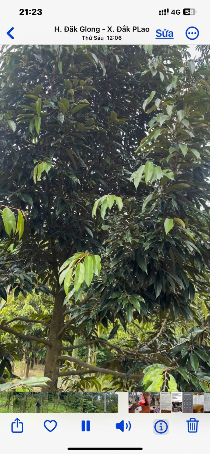 Đất sầu riêng xen cà phê Đắk Nông 2ha giá chỉ 1.05 tỷ - Cơ hội đầu tư tuyệt vời!