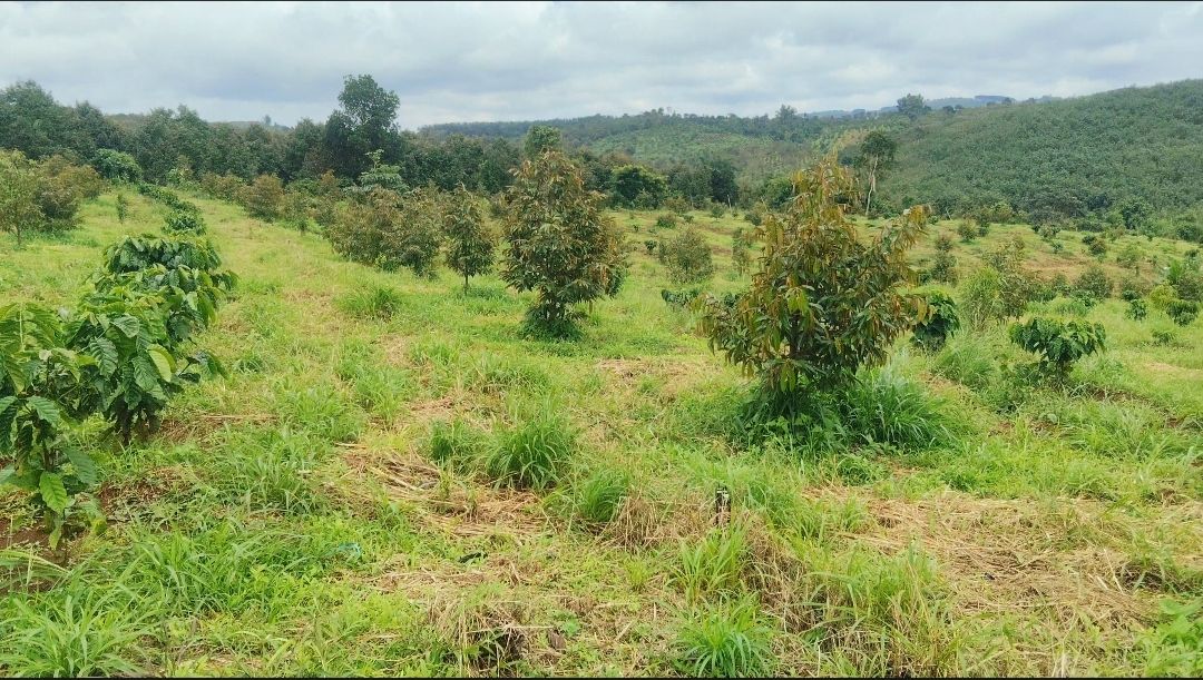 Farm Cà phê, Sầu riêng 4ha tại Quảng Tân, Tuy Đức - Giá 4.5 tỷ, Sổ hồng chính chủ!