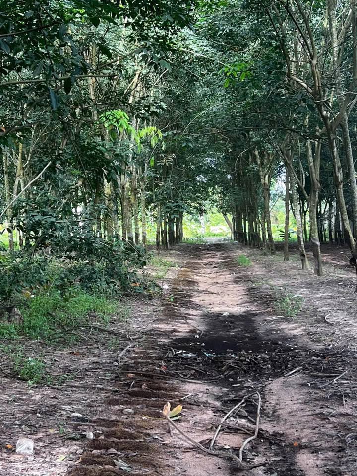 Đất nông nghiệp Suối Dây Tân Châu 50.000m² - Sát mặt tiền đường, giá thỏa thuận!