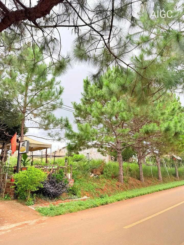 Đất Lê Hồng Phong, Măng Đen 300m² - VIEW RỪNG thơ mộng