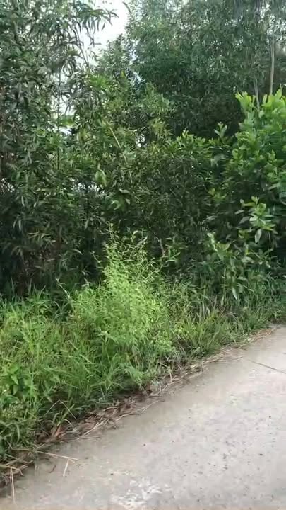 Đất mặt tiền lộ nhựa 7,25m Thạnh Kênh 525m² giá 600 triệu - Đầu tư sinh lời ngay!