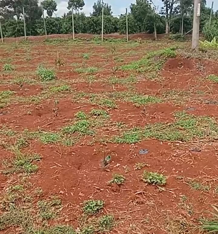 Đất đỏ 3Zan đẹp 1,6 ha tại xã Ea Sin, huyện Krông Búk - Đầu tư sinh lời!