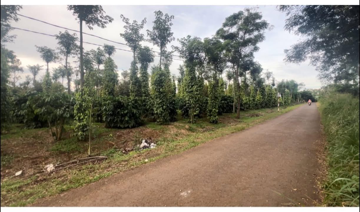 Đất nông nghiệp Đắk Hòa, Đắk Song 3ha giá 8 tỷ - Cơ hội đầu tư hấp dẫn!