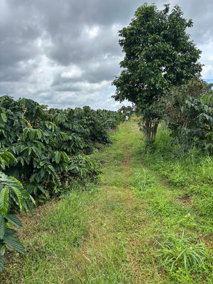 Farm 1,6 Hecta Trường Xuân Đắk Nông giá 3 tỷ - Đầu tư sinh lời ổn định!