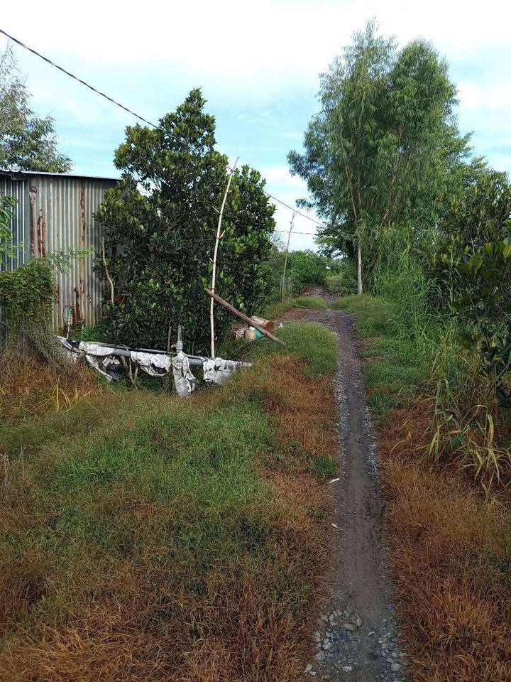 Đất vườn trồng sầu riêng 5847m² tại Hậu Mỹ Bắc A, Cái Bè - Giá chỉ 500 triệu VND!