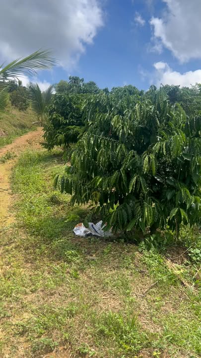 Lô Cà Phê Tại Xã Nam Ka, Huyện Lắk - 2,2ha giá 1.55 tỷ - Đầu tư sinh lời ngay!