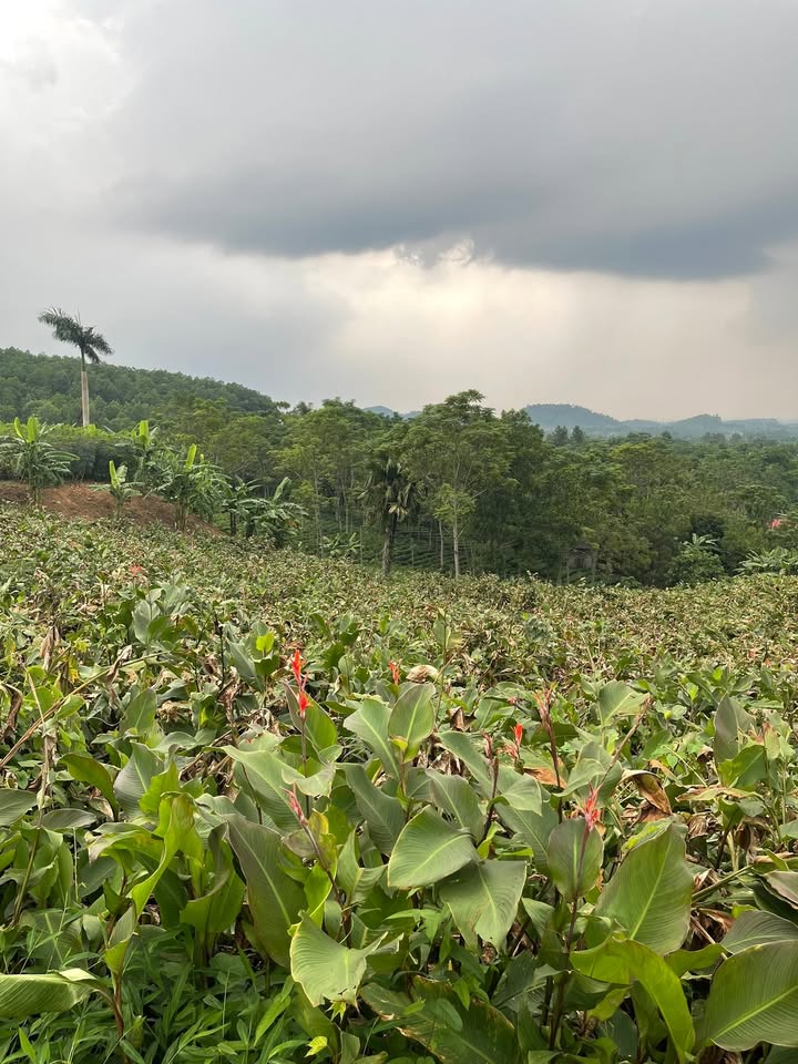 Đất thổ cư 5200m² tại Ba Trại, Ba Vì giá 8.32 tỷ - Sổ đỏ chính chủ