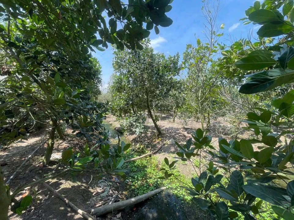 Đất vườn mít Hậu Mỹ Trinh 5.500m² giá chỉ 370 triệu - Sẵn sàng thu hoạch!