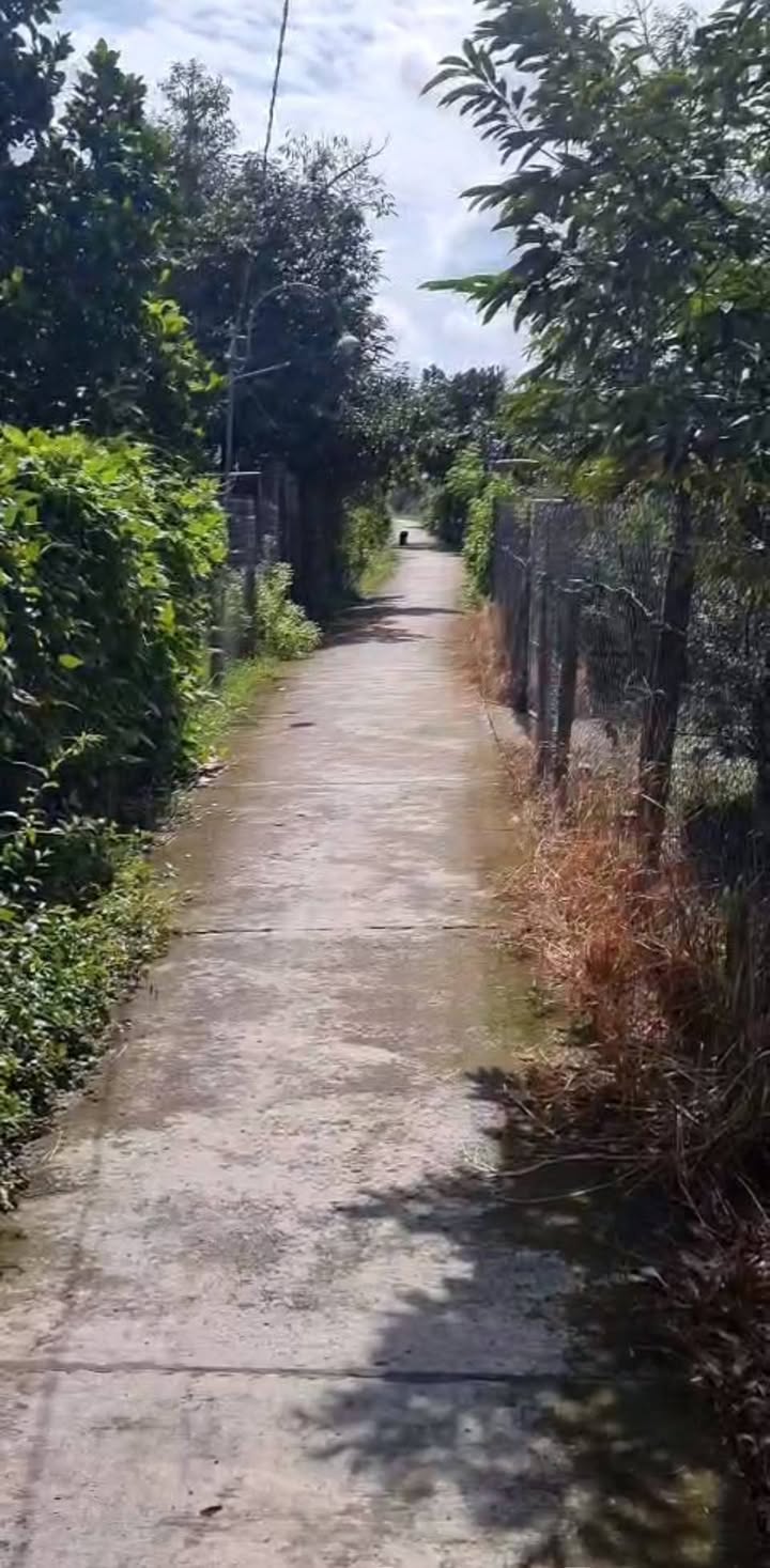 Nhà vườn tại ấp 3, xã Long Trung, huyện Cai Lậy, Tiền Giang - Giá chỉ 1.5 tỷ!