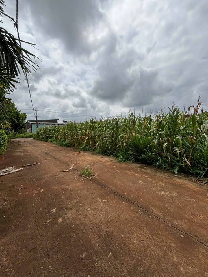 Đất nền Cư Suê 195m² giá 670 triệu - Cơ hội đầu tư hấp dẫn!