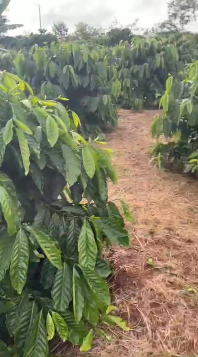 Đất nông nghiệp Ea Sin, Krông Búk 12000m² giá 3.2 tỷ - Đầu tư sinh lời tiềm năng!