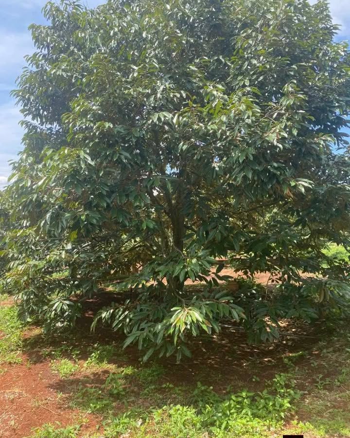 Đất vườn Cư Pơng Krông Búk 22.000m² giá 10 tỷ - Đầu tư sinh lời bền vững!