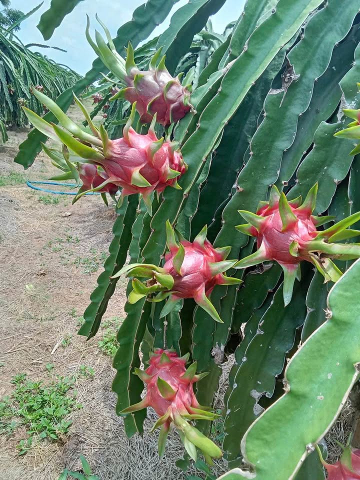 Đất nền Tịnh Sơn 135,9m² giá 500 triệu - Đường ô tô vào tận nơi!