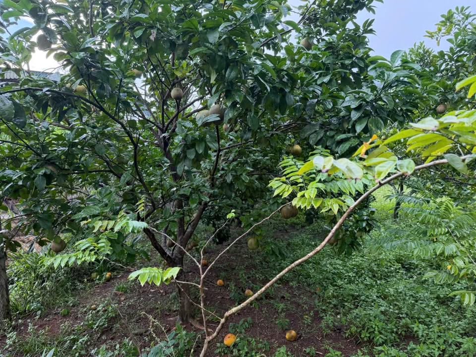 Đất Ngọc Lương 135m² giá chỉ 3xx triệu - Sổ đỏ chính chủ, mặt tiền rộng!