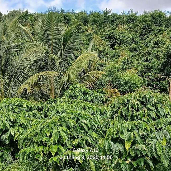 Mảnh vườn Farm 1,2ha tại Đắk Song - Giá chỉ 2,5 tỷ, thương lượng tốt!