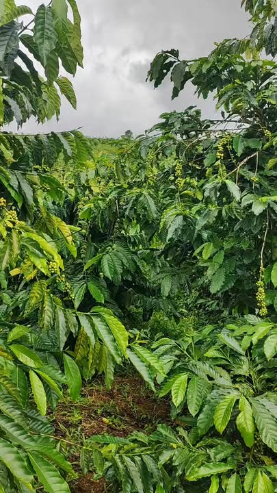 Farm Quảng Tân Tuy Đức 4ha giá 7.2 tỷ - Đầu tư sinh lời bền vững!