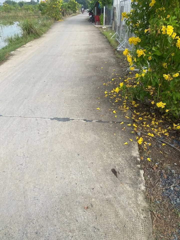 Đất lúa Long Hiệp, Bến Lức 4.148m² giá 2.6 tỷ - Pháp lý rõ ràng, thương lượng tốt!