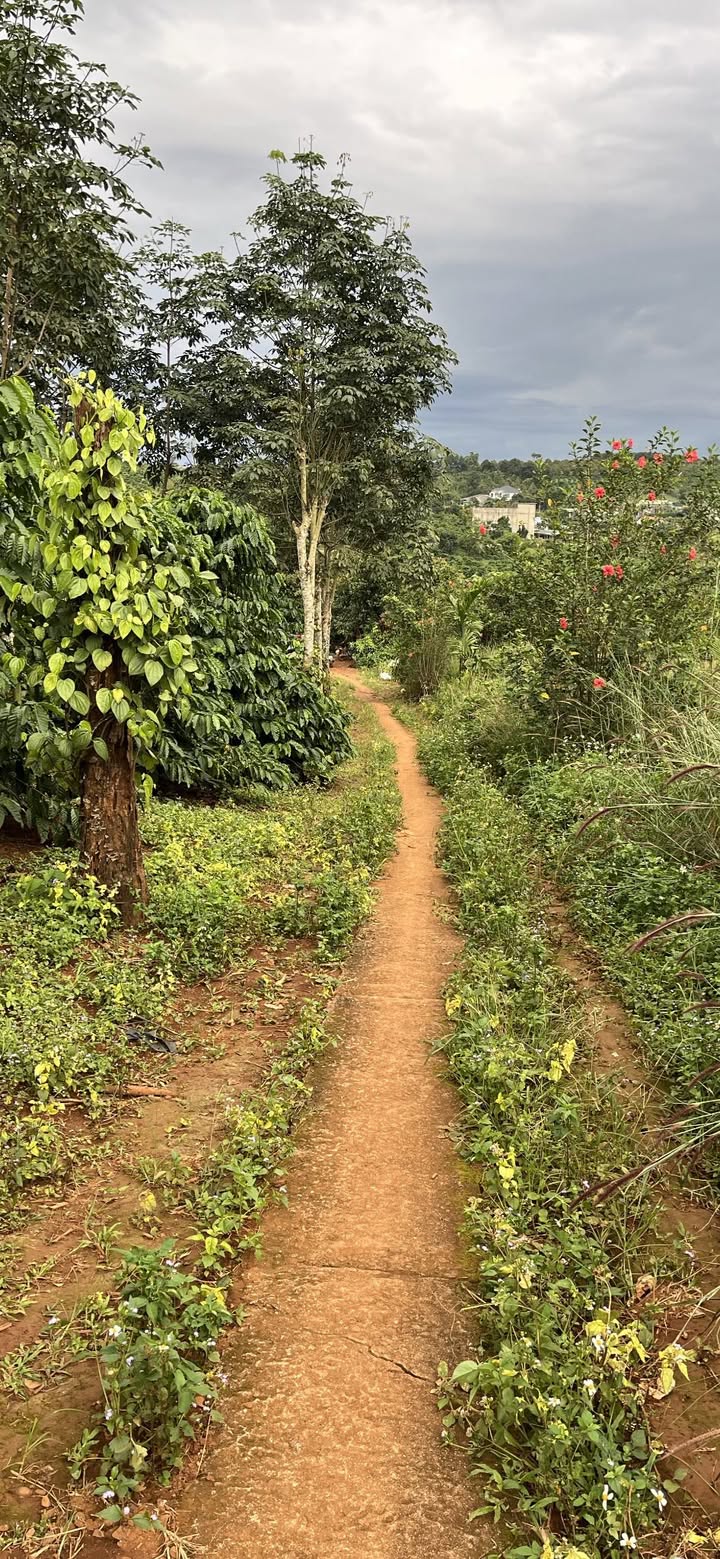 Đất nền 1,5ha Quảng Tân, Tuy Đức chỉ 3,1 tỷ - Sổ đỏ chính chủ!