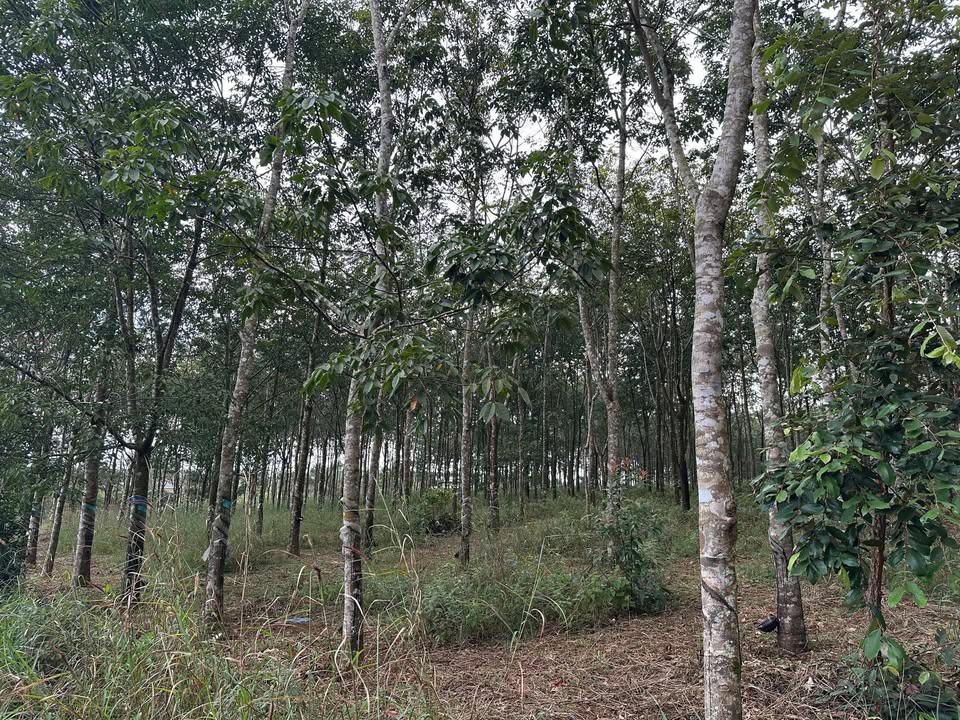 Đất Farm 2,5ha tại Kiến Thành, Đắk R'Lấp - Giá 6 tỷ, Sổ đỏ chính chủ!