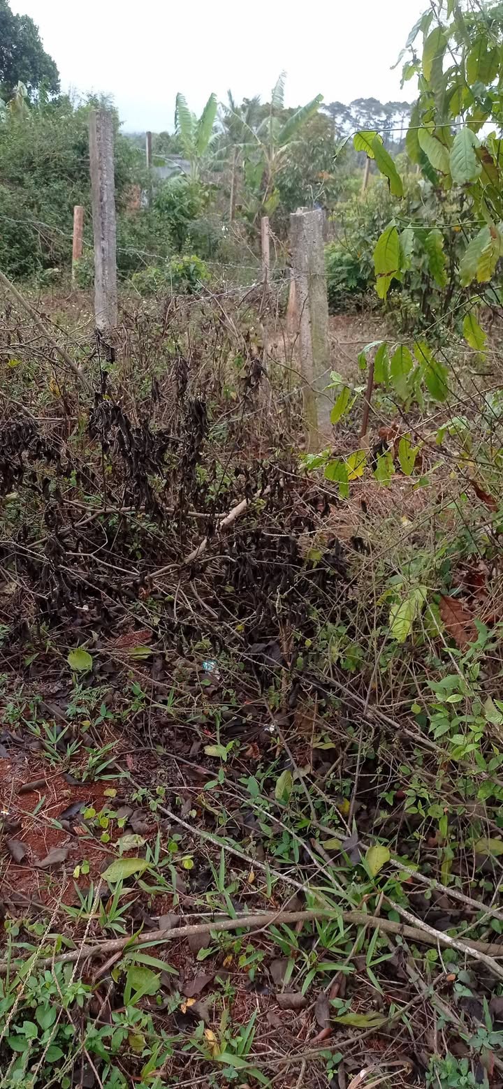 Lô đất vàng An Lạc, Buôn Hồ 365m² giá chỉ 1.1 tỷ - Cơ hội đầu tư không thể bỏ qua!