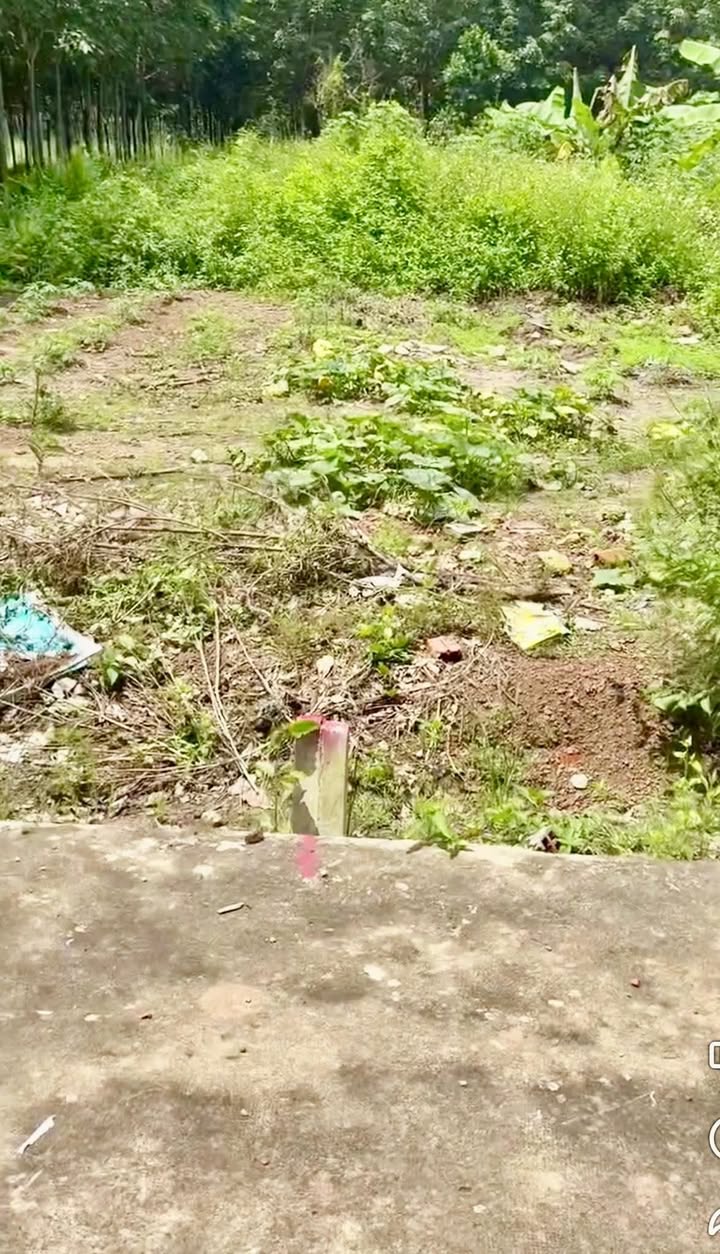 Đất nền Tân Hiệp, Phú Giáo 250m² giá 600 triệu - Cơ hội đầu tư hấp dẫn!