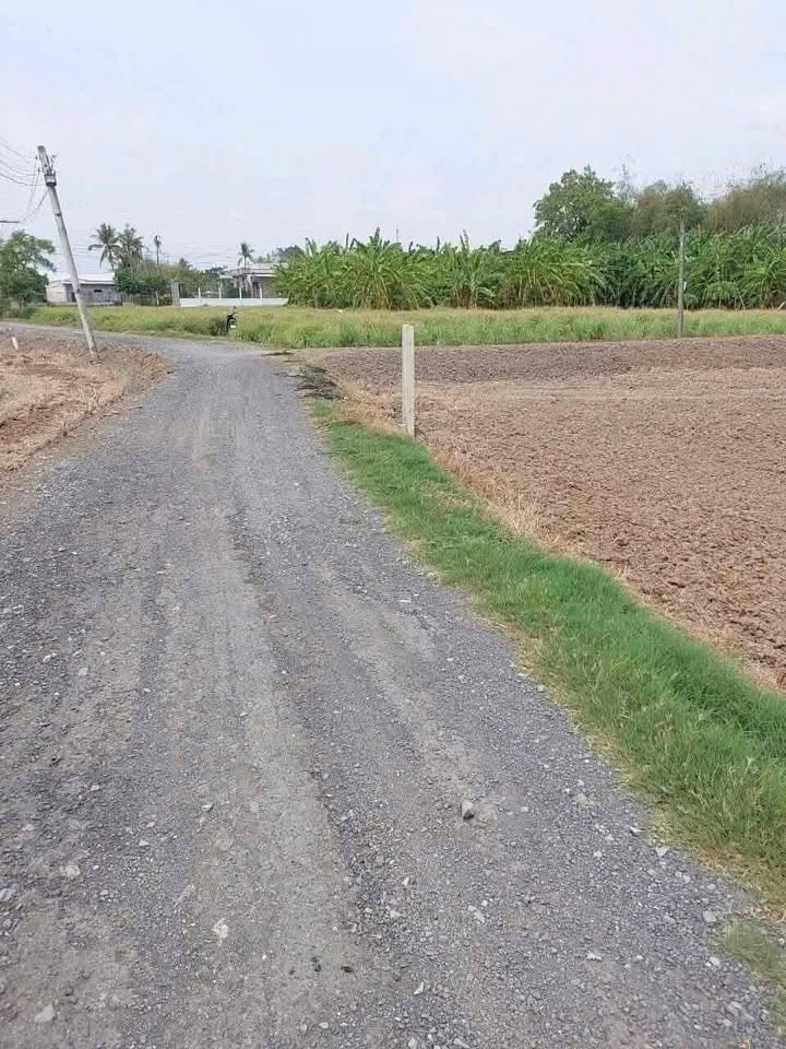 Đất lúa 1000m² mặt tiền đường Bùi Văn Hoàng - Giá chỉ 1.5 tỷ!