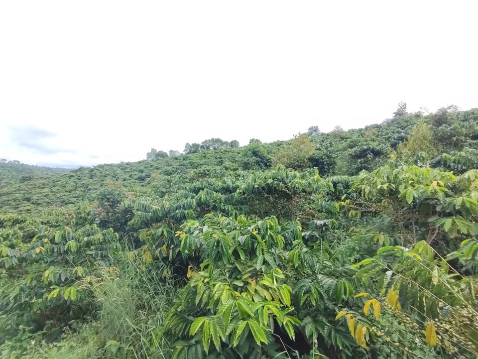 Farm Đắk Ha 7000m² giá 1.65 tỷ - Đầu tư sinh lời tốt!