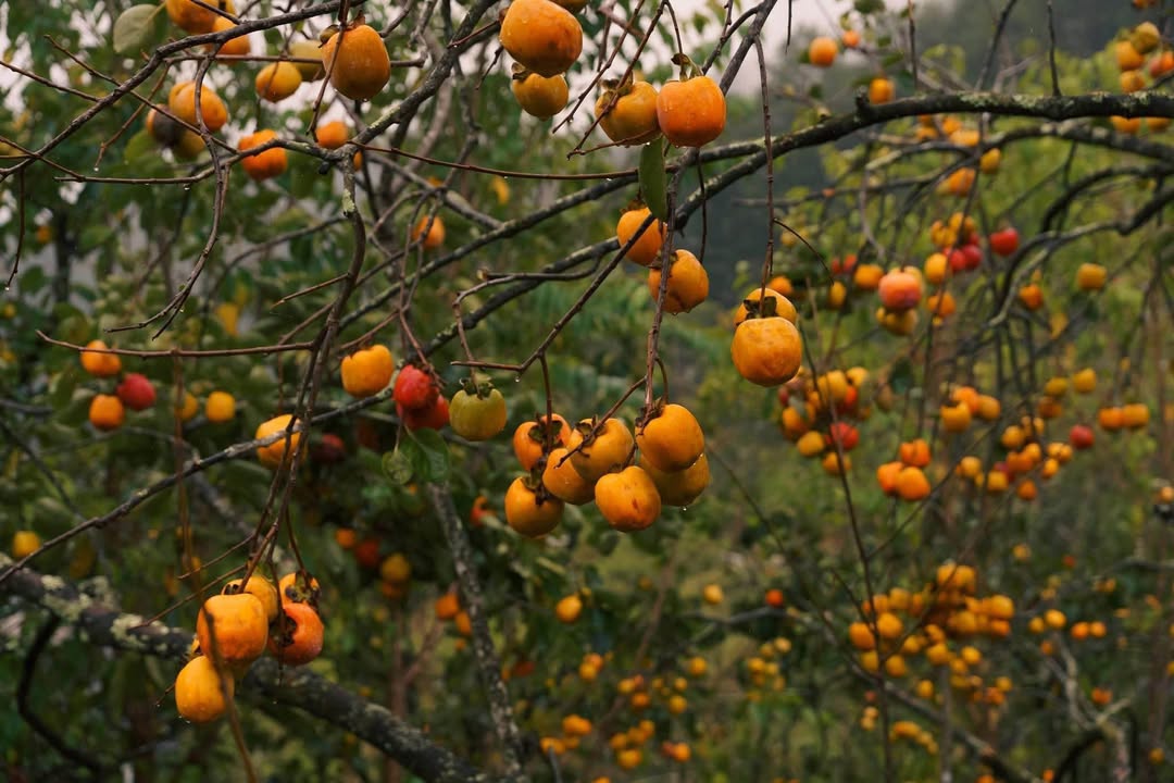 Đất thổ cư Võ Thị Sáu - Măng Đen 175m² giá 5 tỷ - Vị trí đẹp với view thoáng đãng!