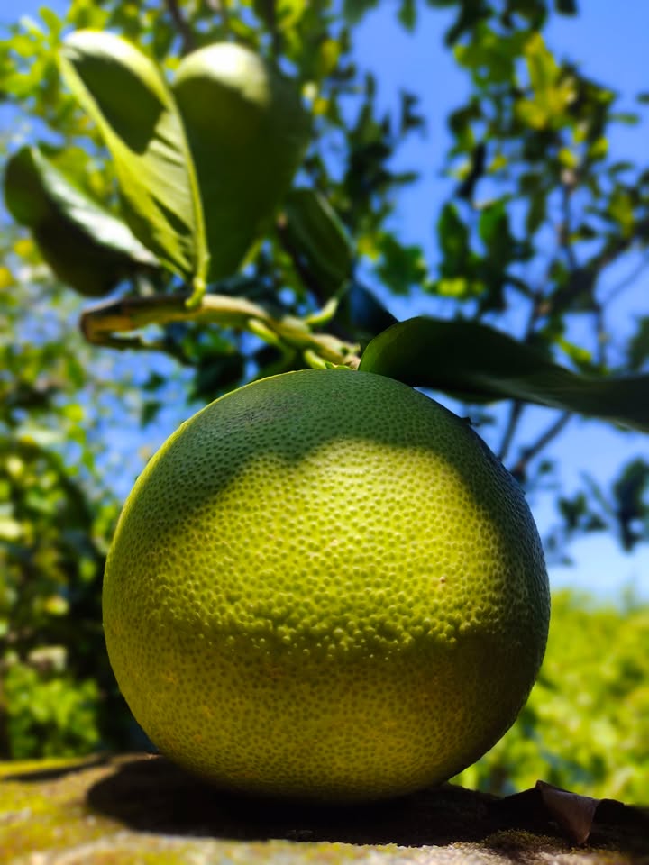 Đất mặt tiền Nguyễn Tạo Đà Nẵng 200m² giá 8 tỷ - Đầu tư sinh lời cao!