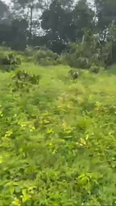 Lô rẫy Đắk Nông 2,2ha giá 2.65 tỷ - Đất tiềm năng với 1.000 cây cà phê!