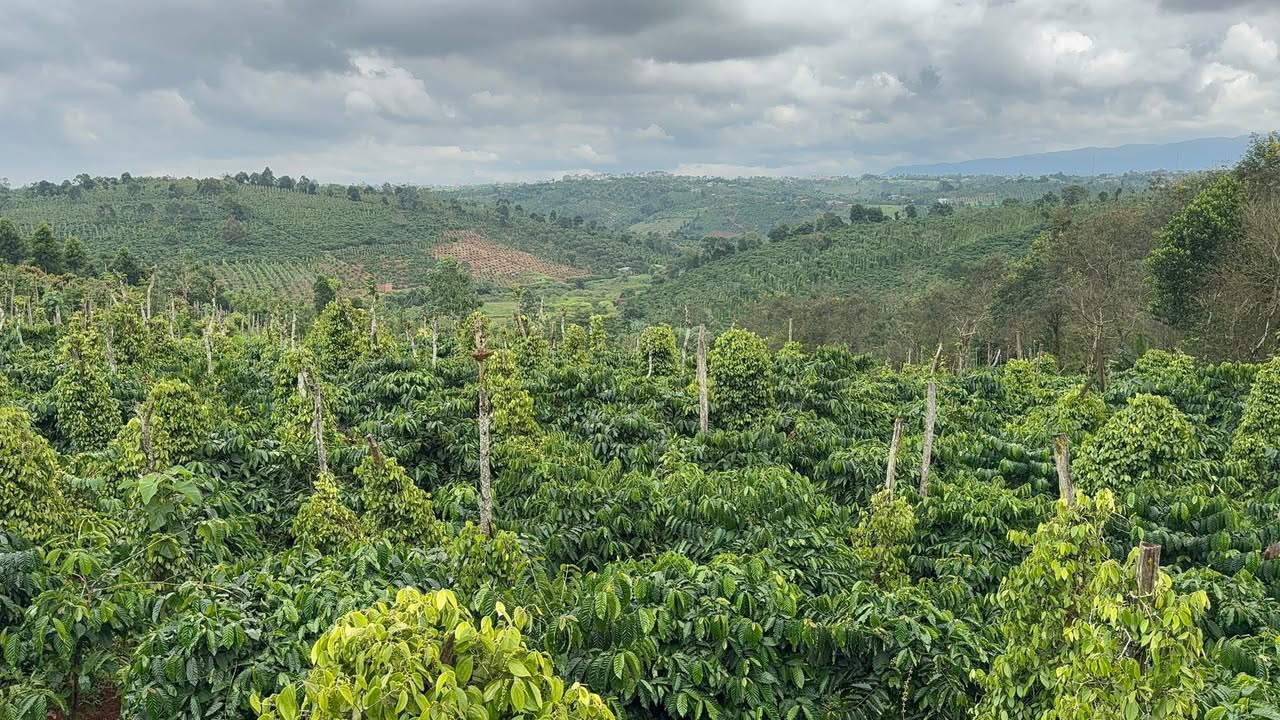 Đất Farm 1.3ha Đắk Rung giá chỉ 2.35 tỷ - Nguồn thu ổn định 400 triệu/năm!