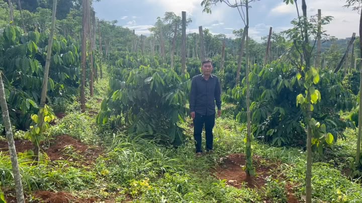 Đất Farm 1,2ha tại Đăk Rung, Đắk Song, Đắk Nông - Pháp lý đầy đủ, giá thỏa thuận!