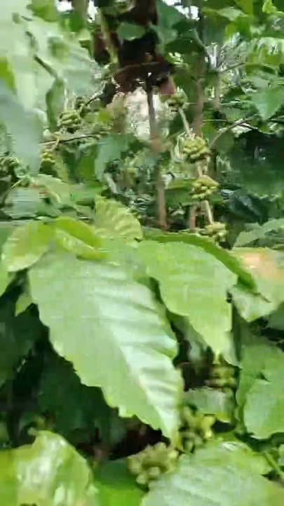 Farm 1,5ha tại Đắk Wer - Giá 2,8 tỷ - Tiềm năng phát triển lớn!