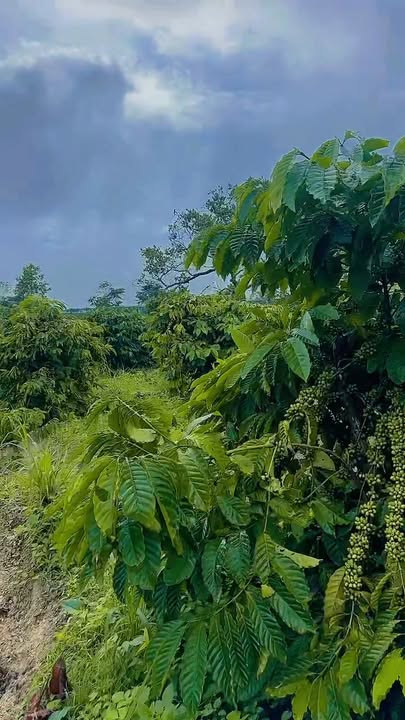 Farm 1,2ha tại Cư Knia, Lâm Đồng giá 1,7 tỷ - Đầu tư sinh lời bền vững!