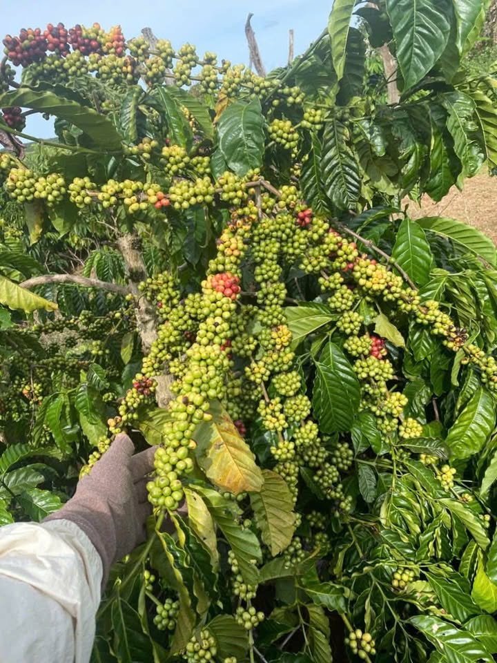 Farm đất 1.6ha tại Ea Ral, Đắk Lắk - Đầu tư kinh doanh hiệu quả!