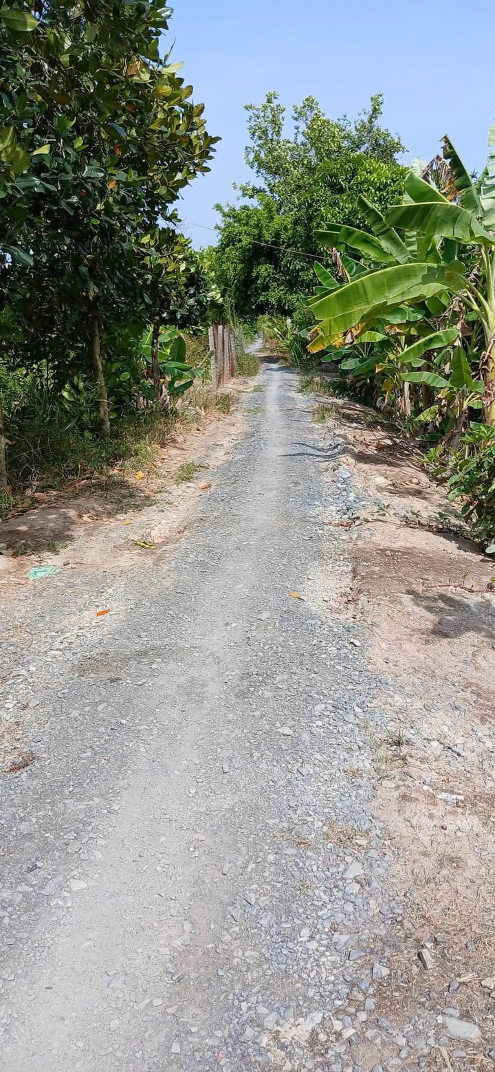 Đất vườn chanh đang thu hoạch tại Mỹ Hiệp, 68000m² giá 2.176 tỷ - Cơ hội đầu tư hấp dẫn!