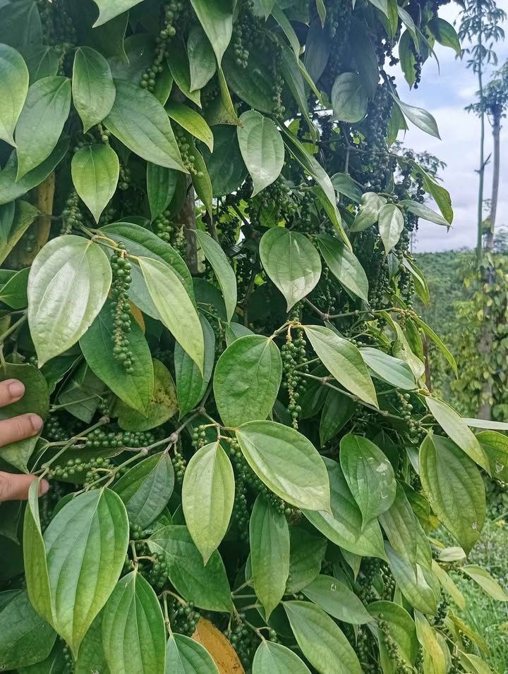 Đất nền Trường Xuân Đắk Nông 6000m² giá 750 triệu - Cơ hội đầu tư hấp dẫn!