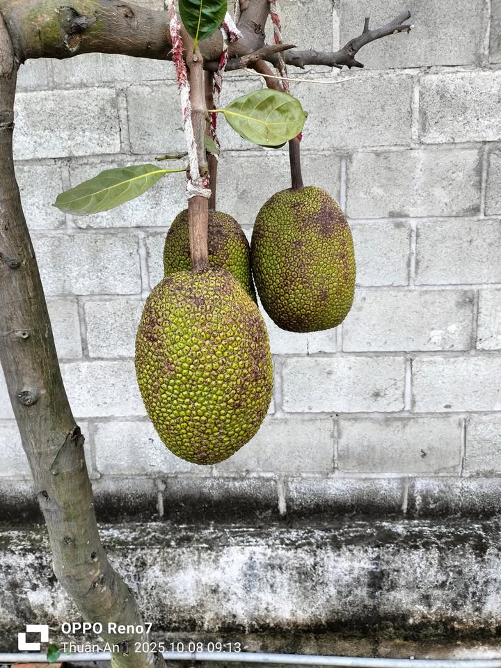 Đất cho thuê bãi xe công 2.4ha tại Mỹ Phước Tân Vạn - Giá chỉ 200 triệu/tháng!