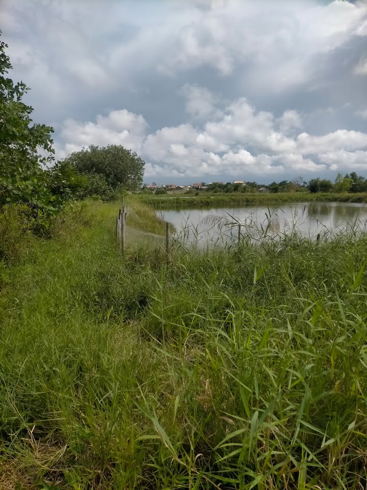 Bán gấp Farm nuôi trồng thủy sản 14.000m² tại Quảng Điền - Sổ đỏ chính chủ