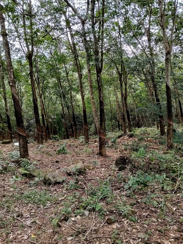 Đất nông nghiệp xã Đoàn Kết, huyện Đạ Huoai 4ha giá chỉ 2 tỷ - Đầu tư sinh lời ngay!